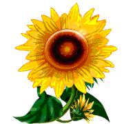 KAMSS Sunflower