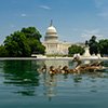 Washington Ducks